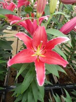 [5303 Red Empire No02.JPG]